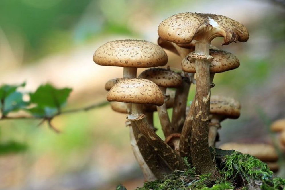 Get the effects you have wanted so much with the ideal psilocybecubensis