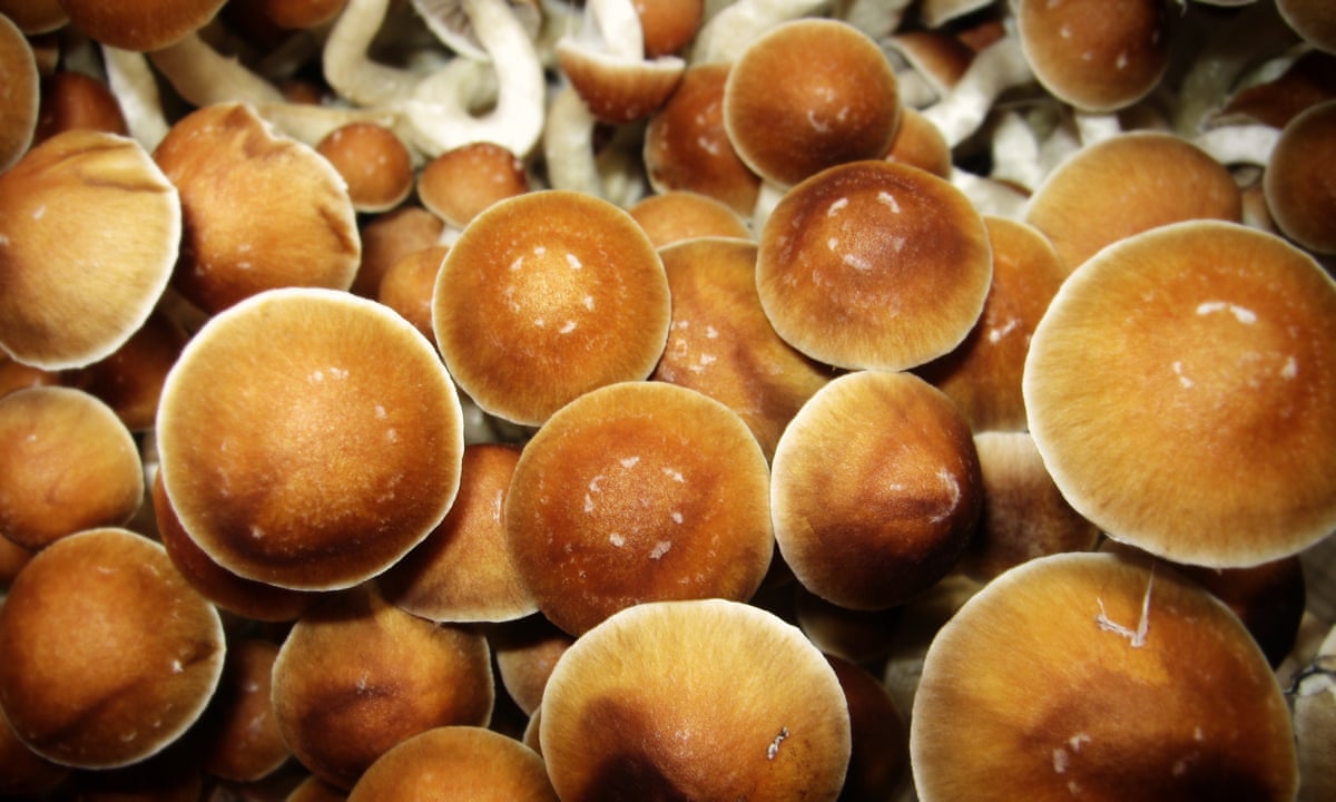 What to know about the benefits of buying magic mushroom online